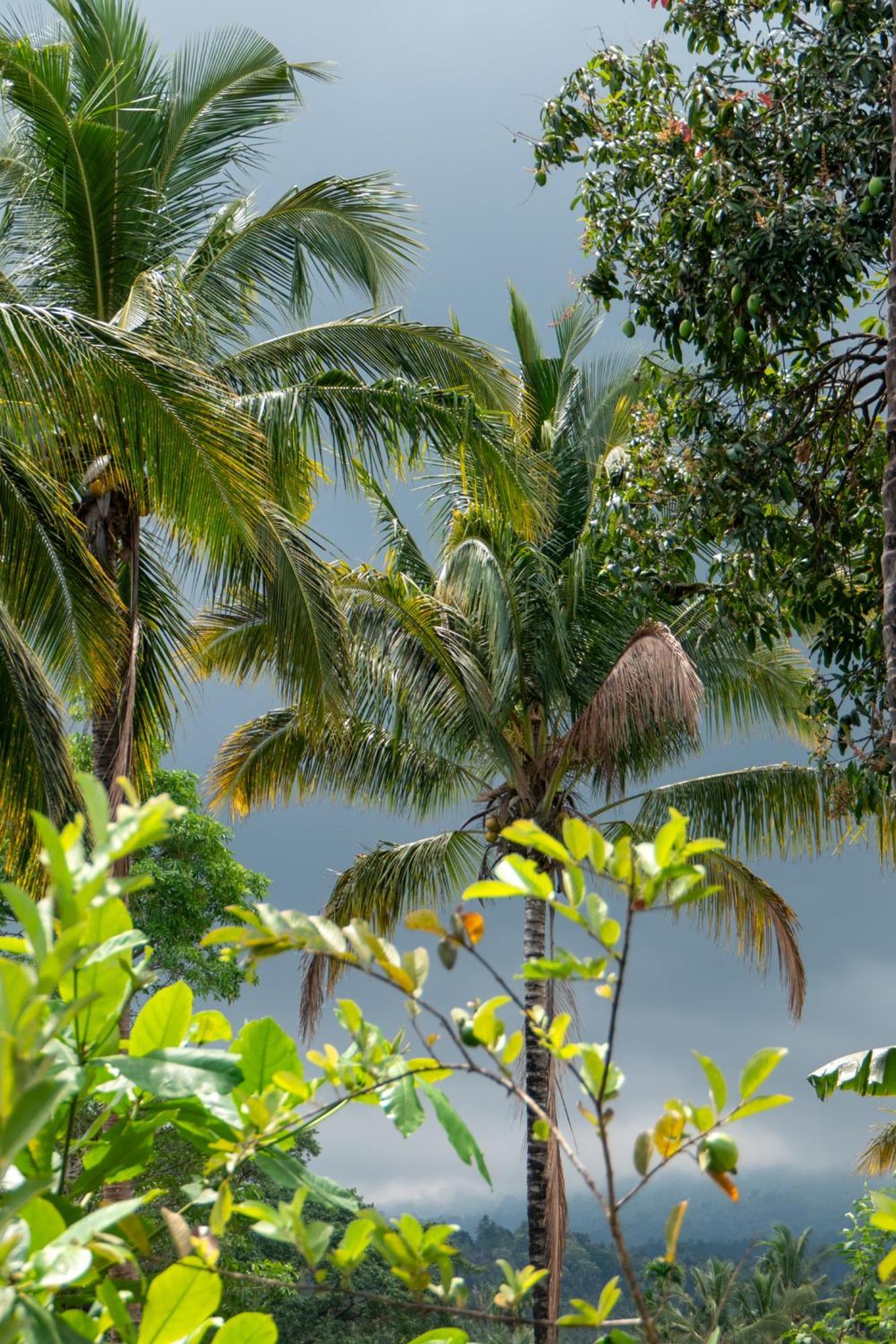 Rinjani Eco Villa Senaru Bayan Esterno foto